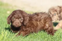 Chocolate Delight, a female Miniature Aussiedoodle for sale in Grand Rapids, MI – 2 of 4