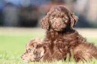Chocolate Delight, a female Miniature Aussiedoodle for sale in Grand Rapids, MI – 3 of 4