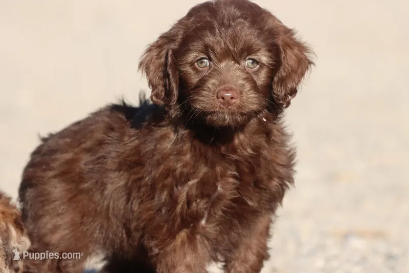 Chocolate Delight – Miniature Aussiedoodle puppy for sale in Grand Rapids, MI