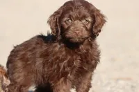 Chocolate Delight, a female Miniature Aussiedoodle for sale in Grand Rapids, MI – 1 of 4