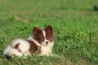 Milly, a female Pomeranian for sale in Grand Rapids, MI – 7 of 7