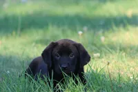 Razzy AKC , a female Labrador Retriever for sale in Grand Rapids, MI – 4 of 5