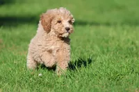 Atlas , a male Cavapoo and Cockapoo for sale in Grand Rapids, MI – 6 of 6