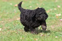Rosco, a male Miniature Bernedoodle for sale in Grand Rapids, MI – 2 of 5