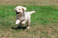Cupcake, a female Golden Retriever and English Cream Golden Retriever for sale in Grand Rapids, MI – 2 of 6