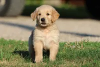RUGER, a male Golden Retriever and Miniature Golden Retriever for sale in Grand Rapids, MI – 4 of 6