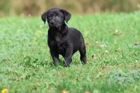 Baker AKC, a male Labrador Retriever for sale in Grand Rapids, MI – 2 of 5