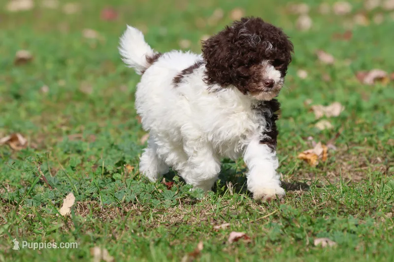 Snickerdoodles – Miniature Bernedoodle puppy for sale in Grand Rapids, MI