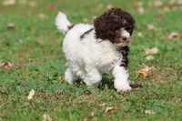 Snickerdoodles, a female Miniature Bernedoodle for sale in Grand Rapids, MI – 1 of 6