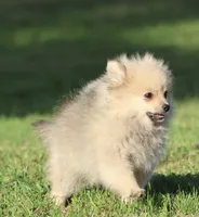 Wolfie , a male Pomeranian for sale in Grand Rapids, MI – 2 of 4