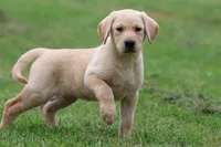 Golden Touch AKC , a female Labrador Retriever for sale in Grand Rapids, MI – 1 of 5