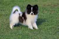 Feather AKC , a female Pomeranian for sale in Grand Rapids, MI – 2 of 7