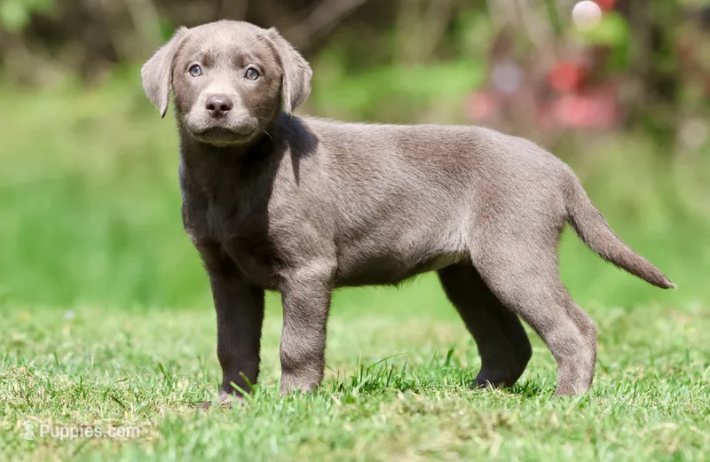 Silver AKC  – Labrador Retriever puppy for sale in Grand Rapids, MI