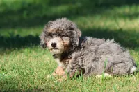 Pixie Stix , a female Miniature Bernedoodle for sale in Grand Rapids, MI – 4 of 4