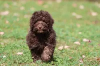 Chocolate Cake, a female Miniature Bernedoodle for sale in Grand Rapids, MI – 4 of 7