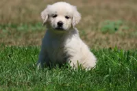 Cupcake, a female Golden Retriever and English Cream Golden Retriever for sale in Grand Rapids, MI – 3 of 6