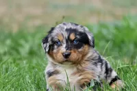 Skywalker, a male Australian Shepherd and Bernese Mountain Dog for sale in Grand Rapids, MI – 5 of 6