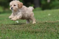 Baxter, a male Cavapoo for sale in Grand Rapids, MI – 8 of 8