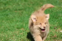 Bounce, a male Pomeranian and Toy Australian Shepherd for sale in Grand Rapids, MI – 5 of 7