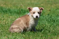 Bull , a male Pembroke Welsh Corgi for sale in Grand Rapids, MI – 4 of 4