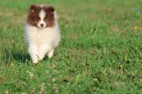Coco Puffs , a male Pomeranian for sale in Grand Rapids, MI – 5 of 6