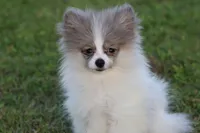 Twirls AKC, a female Pomeranian for sale in Grand Rapids, MI – 7 of 7
