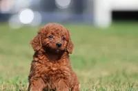 Pumpkin Spice, a female Miniature Goldendoodle for sale in Grand Rapids, MI – 5 of 5