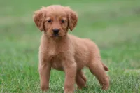 Cherries AKC , a female Golden Retriever for sale in Grand Rapids, MI – 3 of 5