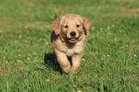 Mercedes , a female Golden Retriever and Miniature Golden Retriever for sale in Grand Rapids, MI – 6 of 6