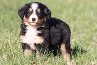 Liberty , a female Australian Shepherd and Bernese Mountain Dog for sale in Grand Rapids, MI – Photo 5 of 5