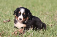 Liberty , a female Australian Shepherd and Bernese Mountain Dog for sale in Grand Rapids, MI – Photo 2 of 5