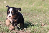 Liberty , a female Australian Shepherd and Bernese Mountain Dog for sale in Grand Rapids, MI – Photo 3 of 5
