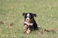 Liberty , a female Australian Shepherd and Bernese Mountain Dog for sale in Grand Rapids, MI – Photo 4 of 5