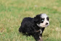 Betty Davis , a female Aussiedoodle and Bernedoodle for sale in Grand Rapids, MI – 3 of 6
