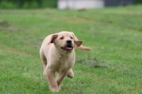Jolly Ranchers AKC , a male Labrador Retriever for sale in Grand Rapids, MI – 3 of 5
