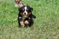 Darth Vader , a male Australian Shepherd and Bernese Mountain Dog for sale in Grand Rapids, MI – 3 of 6