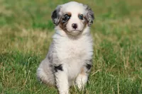 Skylar, a male Aussiedoodle and Bernedoodle for sale in Grand Rapids, MI – 4 of 5