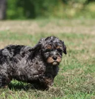 Blue , a male Bernedoodle and Miniature Bernedoodle for sale in Grand Rapids, MI – 2 of 5