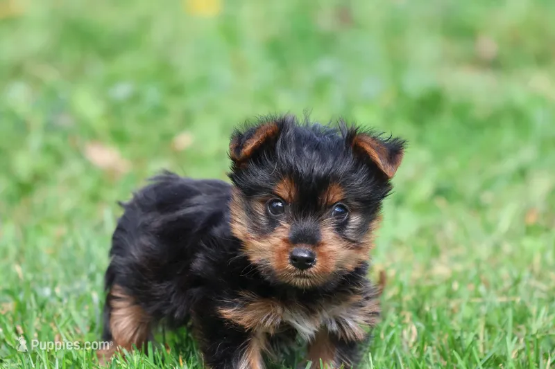 Mr York – Yorkshire Terrier puppy for sale in Grand Rapids, MI