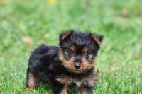Mr York, a male Yorkshire Terrier for sale in Grand Rapids, MI – 1 of 5