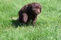 Hersheys, a female Newfoundland for sale in Grand Rapids, MI – 4 of 4