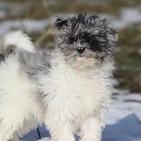 Baby, a female Miniature Aussiedoodle for sale in Grand Rapids, MI – Photo 1 of 7