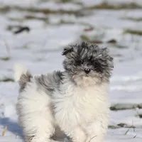 Baby, a female Miniature Aussiedoodle for sale in Grand Rapids, MI – Photo 2 of 7
