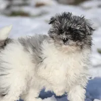 Baby, a female Miniature Aussiedoodle for sale in Grand Rapids, MI – Photo 5 of 7