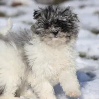 Baby, a female Miniature Aussiedoodle for sale in Grand Rapids, MI – Photo 3 of 7