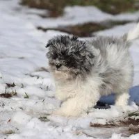 Baby, a female Miniature Aussiedoodle for sale in Grand Rapids, MI – Photo 4 of 7