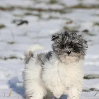 Baby, a female Miniature Aussiedoodle for sale in Grand Rapids, MI – Photo 6 of 7
