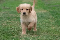 Maxamillion AKC , a male Golden Retriever for sale in Grand Rapids, MI – 6 of 6