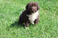 Angel, a female Newfoundland for sale in Grand Rapids, MI – 5 of 6