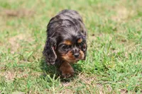 Pebbles, a male Cocker Spaniel and Cavalier King Charles Spaniel for sale in Grand Rapids, MI – 4 of 4